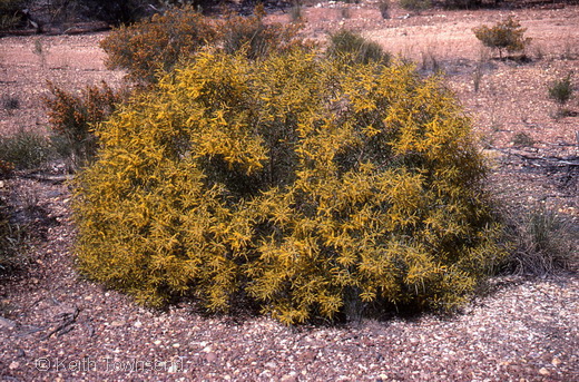 Acacia leptostachya