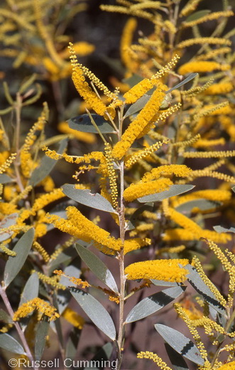 Acacia leptostachya