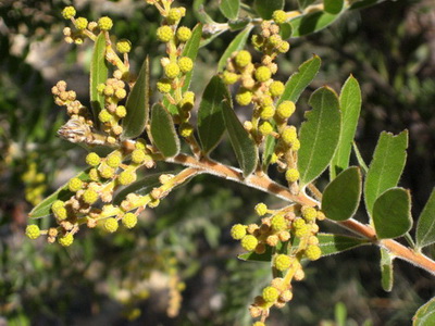 Acacia uncifera
