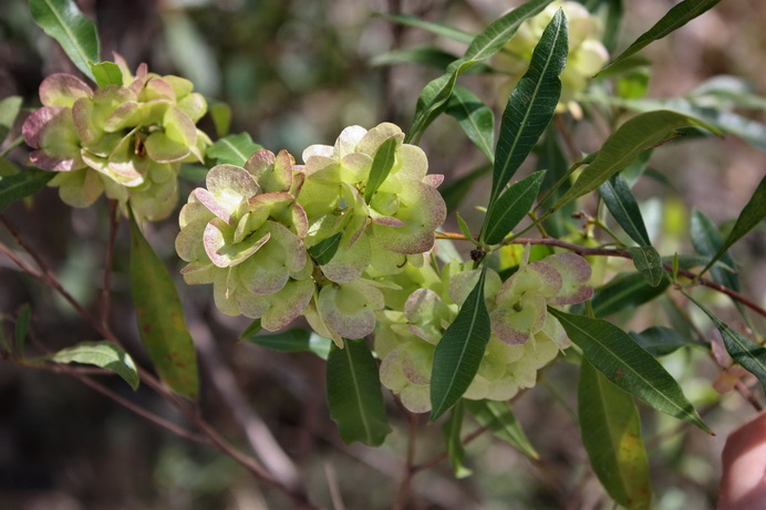 Dodone/></p>
<p><em>Form and Size:</em> A variable, spreading shrub, 1-6m high, with numerous forms. Occurs throughout all states, and some of the forms will probably be described as separate species in the future.</p>
<p><em>Distribution:</em> This description relates to a form found in coastal areas of north-eastern Qld. and north-eastern N.S.W<br />
<em><br />
Leaves:</em> Oval or sometimes egg-shaped, smooth, margins irregularly wavy, 7-13cm x 2-4cm<br />
<em><br />
Flowers:</em> Male and female on separate plants, or bisexual, in terminal clusters<br />
<em><br />
Flowering Period:</em> August to November<br />
<em><br />
Fruit:</em> Capsules, 2-3 winged, yellow, light brown, dark reddish-brown or pink maturing to purple, about 2.3cm x 2.5cm</p>
<p><em>Cultivation/Notes:</em> Propagate from treated seed or cuttings<br />
Found on sandy soils or dunes near the coast in partial or full sun<br />
Will form a dense shrub</p>
	</div><!-- .entry-content -->

	</article><!-- #post-108 -->

		</main><!-- #main -->
	</div><!-- #primary -->


	</div><!-- #content -->

	<footer id=