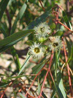 Eucalyptus similis