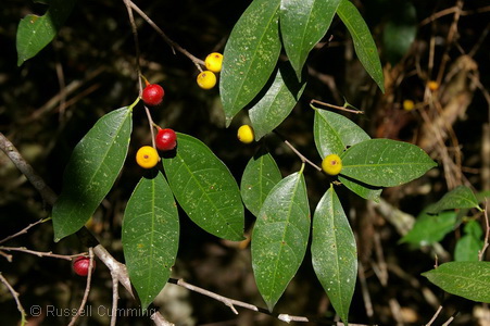 Ficus leptoclada