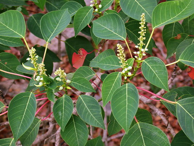 Homolanthus nutans